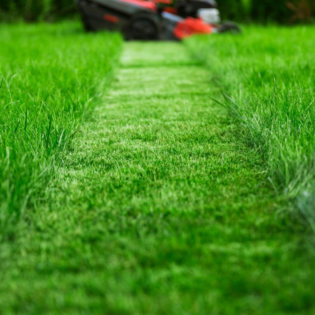 my guy lawn care